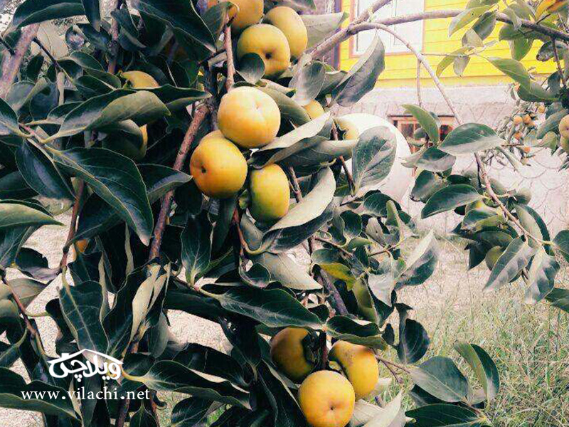 اجاره روزانه خانه در رشت