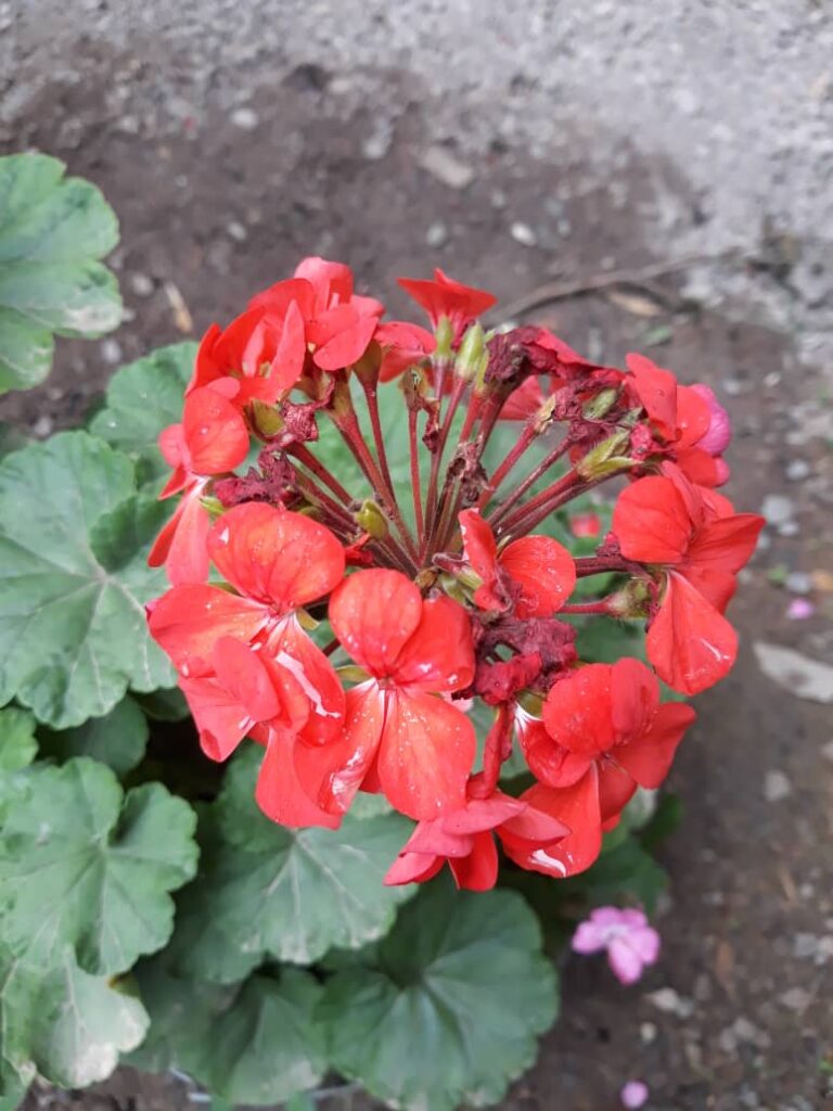 اجاره کلبه چوبی دو خواب در ماسال