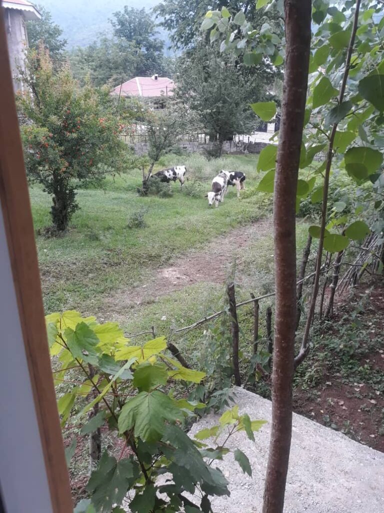 اجاره کلبه چوبی دو خواب در ماسال