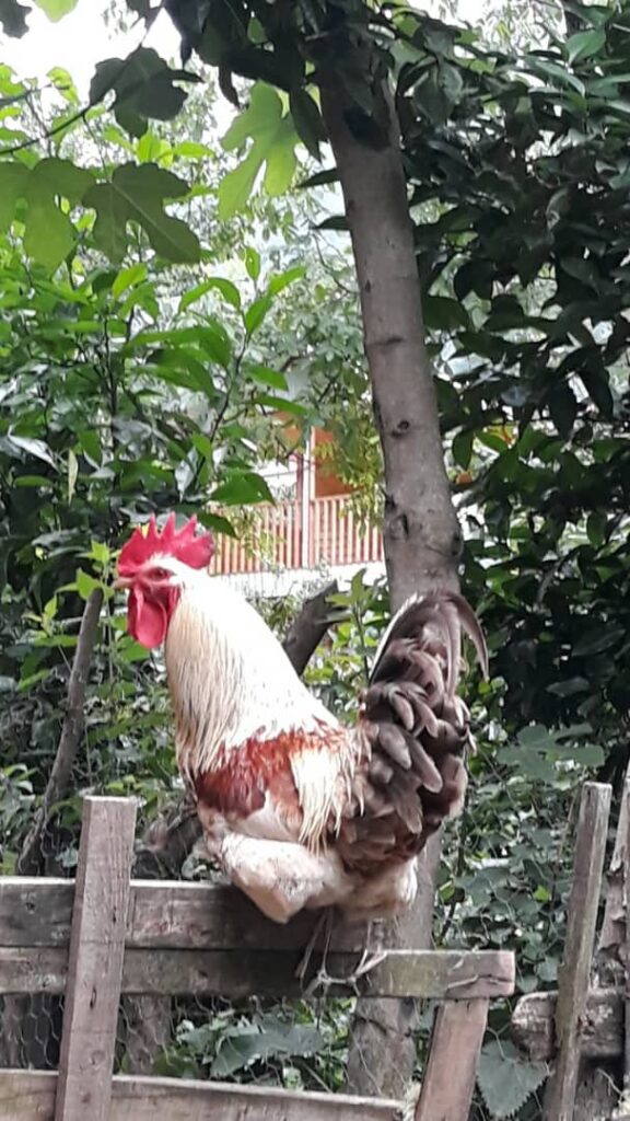 اجاره کلبه چوبی دو خواب در ماسال