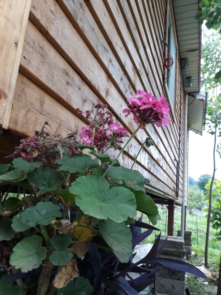 اجاره کلبه چوبی دو خواب در ماسال