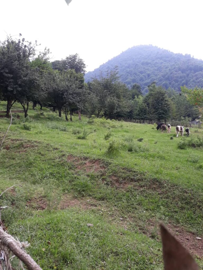 اجاره کلبه چوبی دو خواب در ماسال